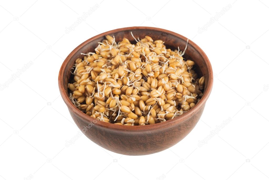  raw sprouted wheat germ isolated on white background