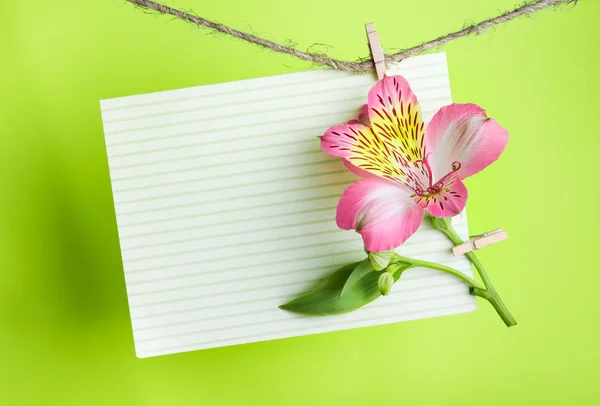 pembe alstroemeria ile tebrik kartı