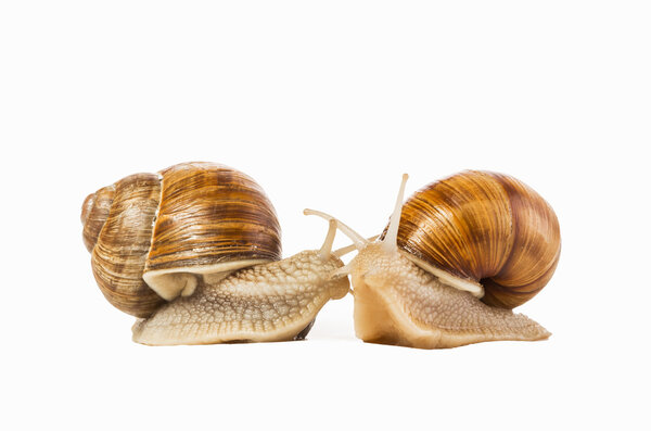 Two snails drawn isolated on a white background.