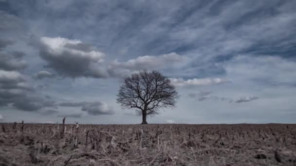 Nuvole Nel Cielo Sopra Albero Time Lapse — Video Stock