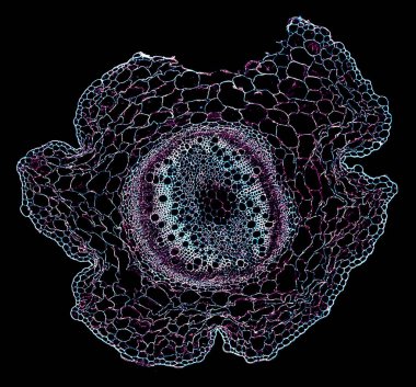 Siyah arkaplandaki bakterilerin mikroskop görüntüsü