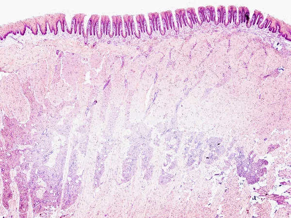 Mikroskop Skott Bakterier Vit Bakgrund — Stockfoto