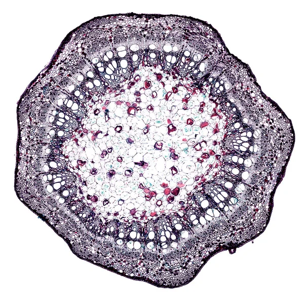 Microscopio Colpo Batteri Sfondo Bianco — Foto Stock
