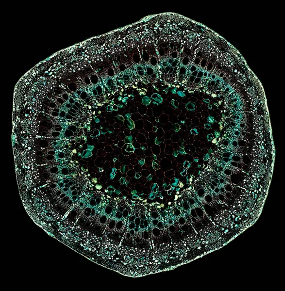 Mikroskop Skott Bakterier Svart Bakgrund — Stockfoto