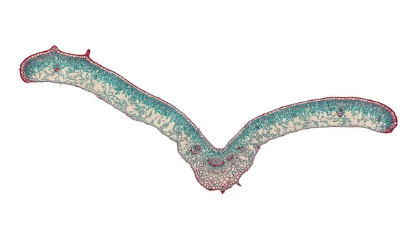 Microscoop Shot Van Bacteriën Witte Achtergrond — Stockfoto