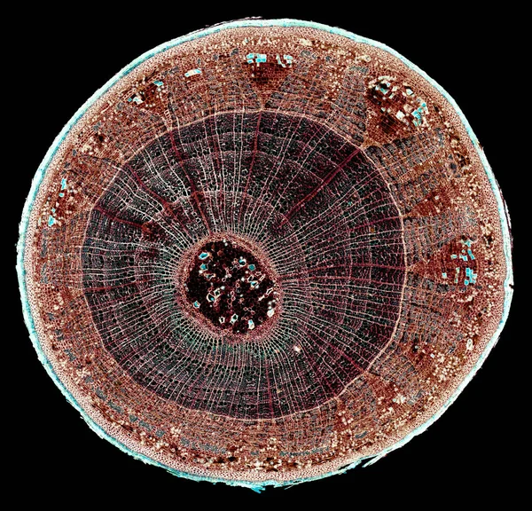 Мікроскопний Знімок Бактерій Чорному Тлі — стокове фото