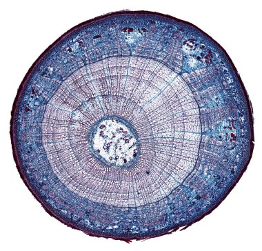 Beyaz zemin üzerindeki bakterilerin mikroskop görüntüsü