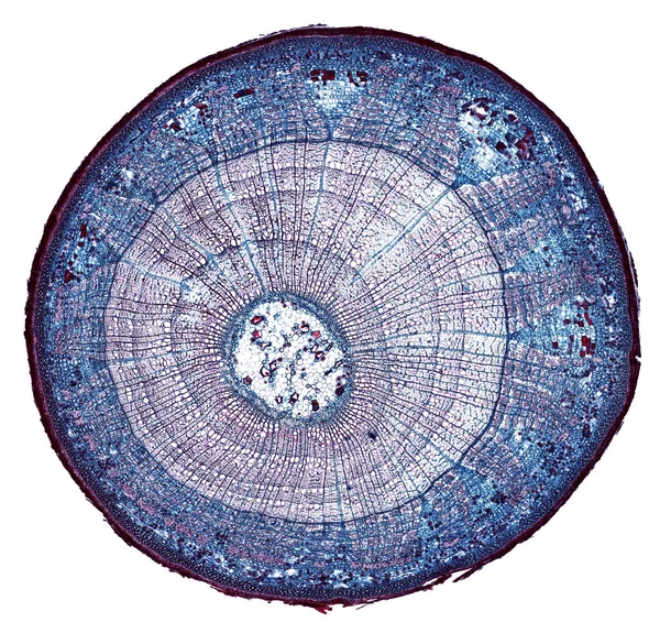 Мікроскопний Знімок Бактерій Білому Тлі — стокове фото