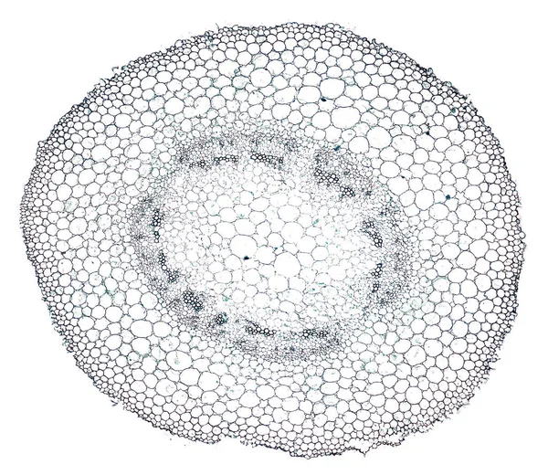 Microscopio Colpo Batteri Sfondo Bianco — Foto Stock