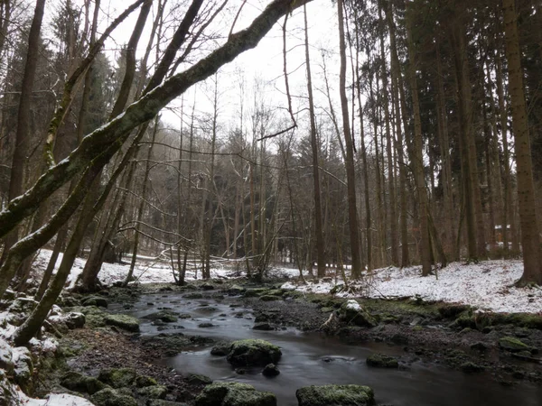 雪に覆われた森に囲まれた岩の川 — ストック写真