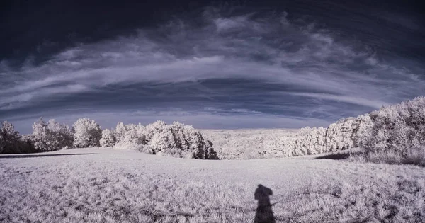 Тонований Знімок Озера Білими Рослинами Синім Хмарним Небом — стокове фото