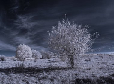 beyaz bitkiler ve mavi bulutlu gökyüzü 