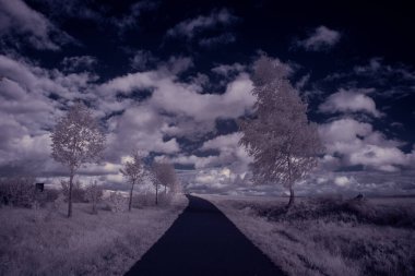 mavi gökyüzü ve beyaz bitkilerle döşenmiş bir manzara.