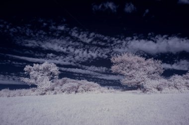 beyaz bitkiler ve mavi bulutlu gökyüzü 