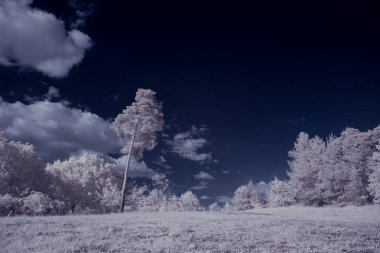 beyaz bitkiler ve mavi bulutlu gökyüzü 