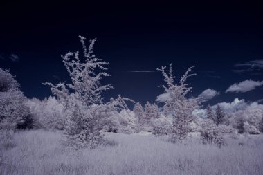 beyaz bitkiler ve mavi bulutlu gökyüzü 