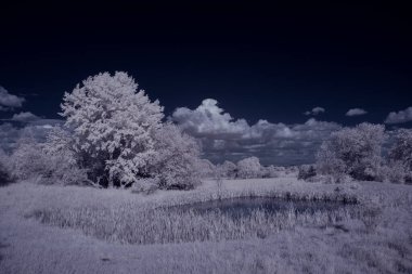 beyaz bitkiler ve mavi bulutlu gökyüzü 