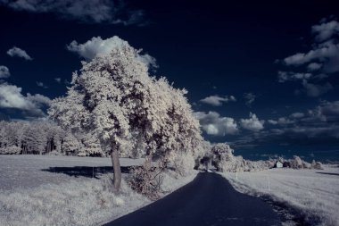 mavi gökyüzü ve beyaz bitkilerle döşenmiş bir manzara.