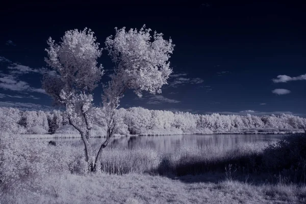 Plano Tonificado Lago Con Plantas Blancas Cielo Azul Nublado — Foto de Stock