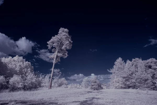 Plano Tonificado Lago Con Plantas Blancas Cielo Azul Nublado — Foto de Stock