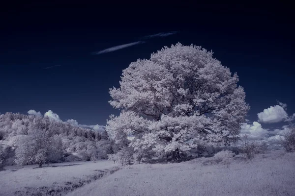 Toned Shot Lake White Plants Blue Cloudy Sky — Stock Photo, Image