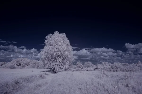 Beyaz Bitkiler Mavi Bulutlu Gökyüzü — Stok fotoğraf