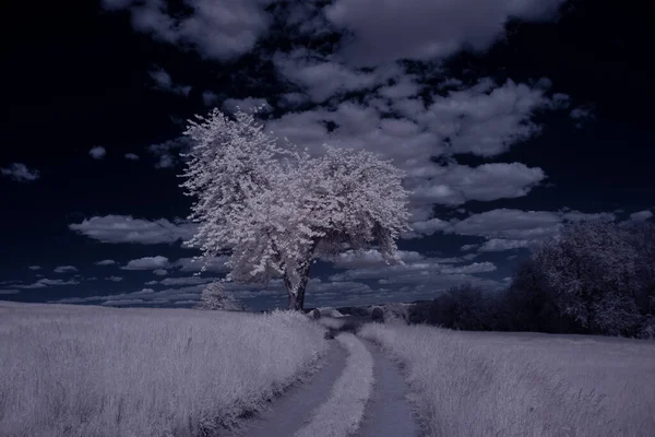 Tonas Skott Landskap Med Väg Med Blå Himmel Och Vita — Stockfoto