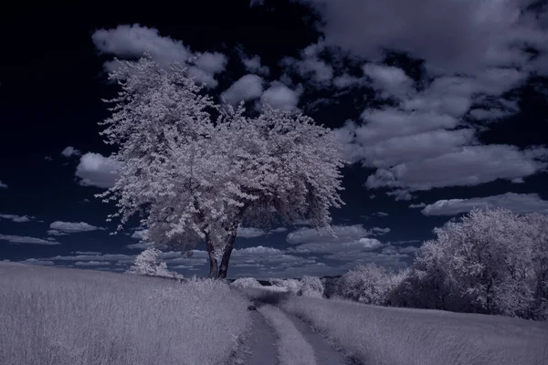 Plano Tonificado Paisaje Con Carretera Con Cielo Azul Plantas Blancas — Foto de Stock