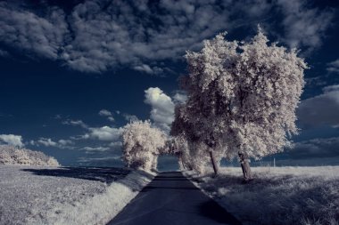 mavi gökyüzü ve beyaz bitkilerle döşenmiş bir manzara.
