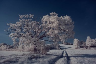 beyaz bitkiler ve mavi bulutlu gökyüzü 