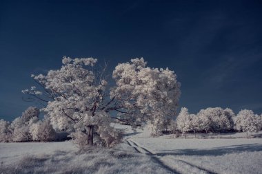 beyaz bitkiler ve mavi bulutlu gökyüzü 