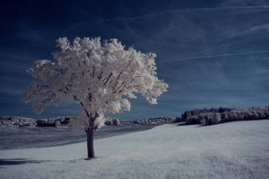 beyaz bitkiler ve mavi bulutlu gökyüzü 