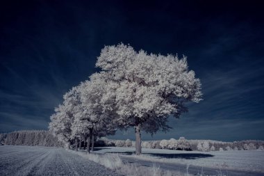 beyaz bitkiler ve mavi bulutlu gökyüzü 
