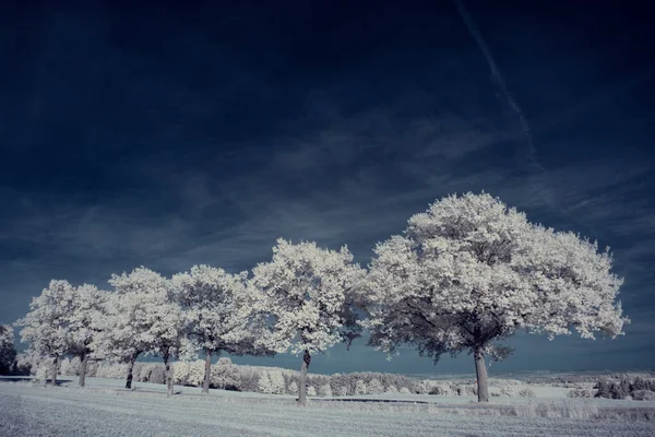 Plano Tonificado Lago Con Plantas Blancas Cielo Azul Nublado —  Fotos de Stock