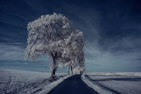 Plano Tonificado Paisaje Con Carretera Con Cielo Azul Plantas Blancas —  Fotos de Stock