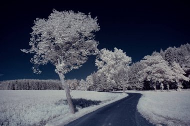 mavi gökyüzü ve beyaz bitkilerle döşenmiş bir manzara.