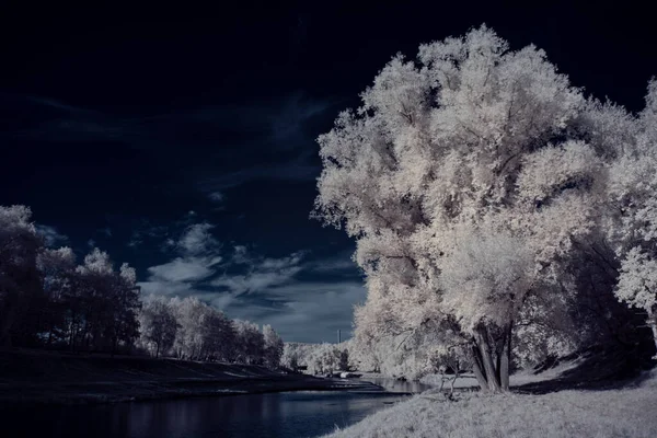 Toned Shot Van Effen Landschap Met Blauwe Lucht Witte Planten — Stockfoto