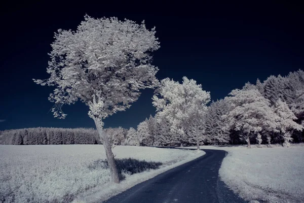 mavi gökyüzü ve beyaz bitkilerle döşenmiş bir manzara.