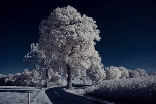 Stonowane Ujęcie Krajobrazu Drogi Niebieskim Niebem Roślin Białych — Zdjęcie stockowe