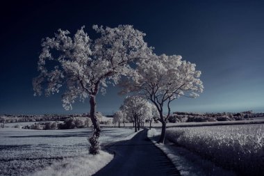 mavi gökyüzü ve beyaz bitkilerle döşenmiş bir manzara.