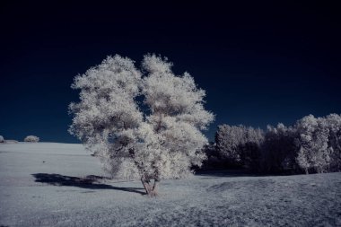mavi gökyüzü ve beyaz bitkilerle donatılmış manzara görüntüsü