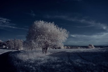 mavi gökyüzü ve beyaz bitkilerle döşenmiş bir manzara.