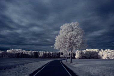mavi gökyüzü ve beyaz bitkilerle döşenmiş bir manzara.
