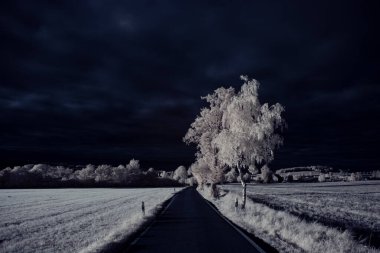 mavi gökyüzü ve beyaz bitkilerle döşenmiş bir manzara.