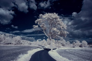 mavi gökyüzü ve beyaz bitkilerle döşenmiş bir manzara.