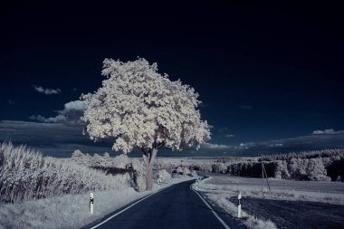mavi gökyüzü ve beyaz bitkilerle döşenmiş bir manzara.