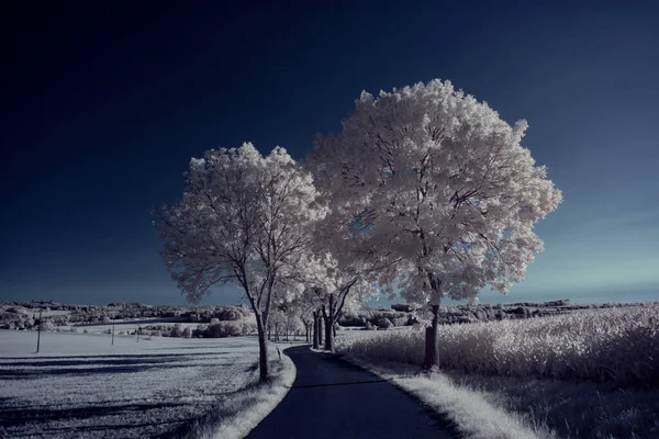 Тонизированный Пейзаж Дорогой Голубым Небом Белыми Растениями — стоковое фото