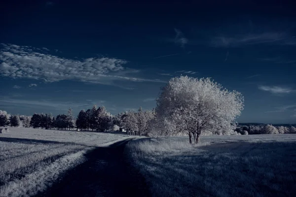 Tónovaný Záběr Krajiny Silnicí Modrou Oblohou Bílými Rostlinami — Stock fotografie