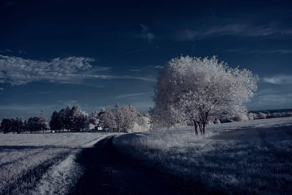 Colpo Tonico Paesaggio Pianeggiante Con Cielo Blu Piante Bianche — Foto Stock