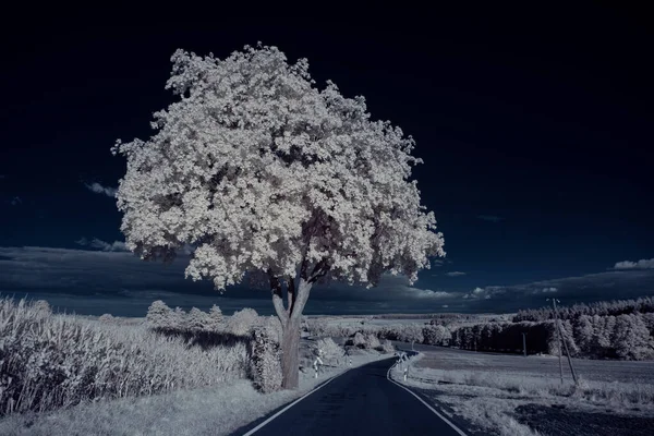 mavi gökyüzü ve beyaz bitkilerle döşenmiş bir manzara.